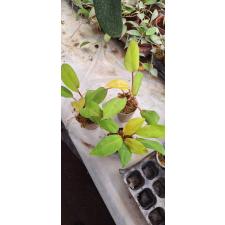 Philodendron malay Gold 