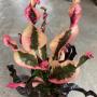 Codiaeum Black Pink