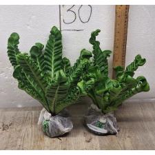 Asplenium Cobra 