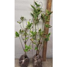 Нектантес арбор-тристис варегатный / Nyctanthes arbor-tristis variegata 220-219