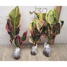 Codiaeum A13 Chom poo tha weep