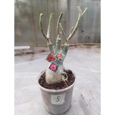 Adenium sp 5