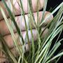 Ophiopogon japonicus Dwarf variegated.