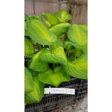 Хоста "Лейксайд Банан Бей" / Hosta 'Lakeside Banana Bay'