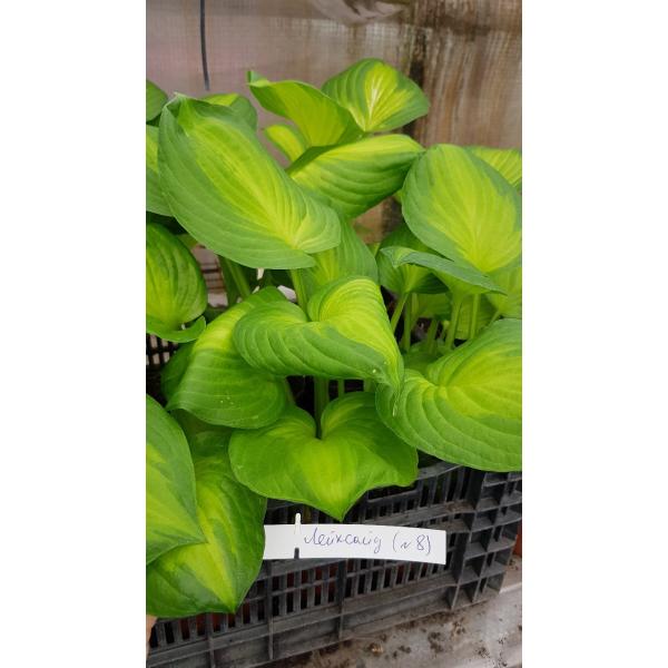 Хоста "Лейксайд Банан Бей" / Hosta 'Lakeside Banana Bay'