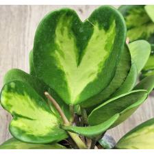 Хойя керрии варегатная (Желтое пятно) / Hoya kerrii variegata (yellow spot) 