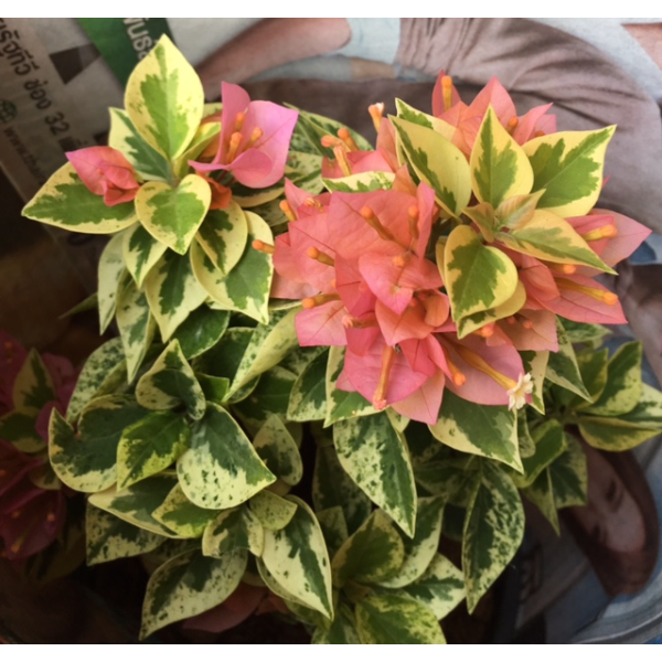 Бугенвиллея «Сансет Пикси» альбомаргината / Bougainvillea Sunset Pixie albomarginata.