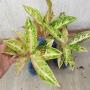 Agloanema legacy Orange