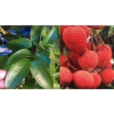 Litchi chinensis (fruit tree)