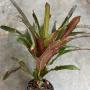 Codiaeum Tri Bali Red (M)