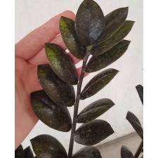 Zamioculcas zamiifolia SP (black leaf) 