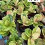 Aglaonema  anklet gold/ Gamlai Thong  A-87