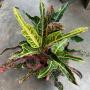Codiaeum Tri Kaew Kalaya