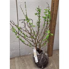 Серисса фоетида варегатная / Serissa foetida variegata 259