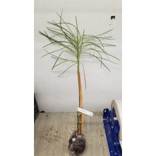 Plumeria filifolia mart 219