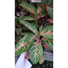 Aglaonema Fln004 12 см горшок