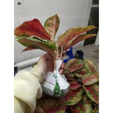 Aglaonema Platinum karat compact