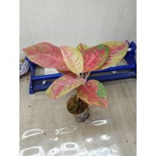 Aglaonema T1 Maha Sedthee pot