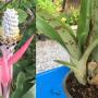 Aechmea 'Brillig'(S)