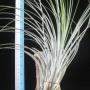 T. juncea ' Giant form ' 152