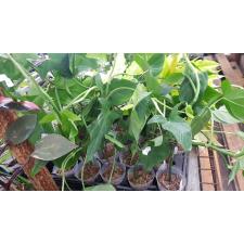 Philodendron camposportoanum