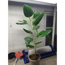 ficus benghalensis L 