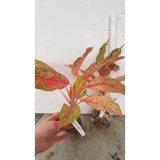 Aglaonema 'Butterfly' (Pink)10B okt.