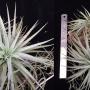 Tillandsia recurvifolia.