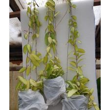 hoya acuta variegata pot