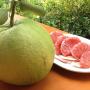 Citrus maxima (pink fleash) Malaysia (Grafted)