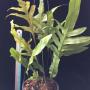 Phymatosorus grossus variegated.