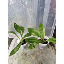 Griffinia 2500p