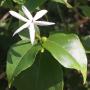 Jasminum funale subsp. Funale(southern Thailand).