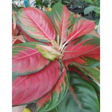 Aglaonema NEW23 Orange Velvet pot