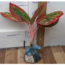 Аглаонема Помада (Красная) / Aglaonema Lipstick (Red) A-113