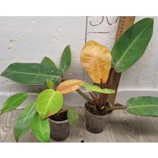 Филодендрон Принц оранжевого / Philodendron Prince Of Orange