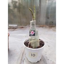 Adenium sp. 10