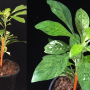 Crossandra pungens (yellow variegated)