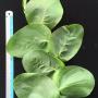Rhaphidophora celatocaulis (round leaf))