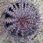 Dyckia  dawsonii Bill Baker.