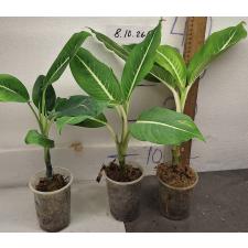 Диеффенбахия Стерлинг / Dieffenbachia Sterling (S)