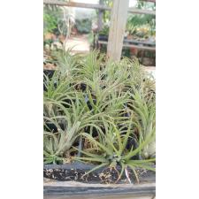 TILLANDSIA IONANTHA