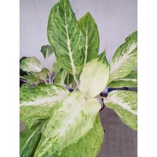 Aglaonema NEW1 Snow white