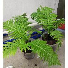 Blehnchnum sp 1500p