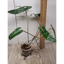 Philodendron billietiae orange petiole