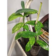 Zamioculcas zamiifolia variegated (big leaf)(yellow var) стакан