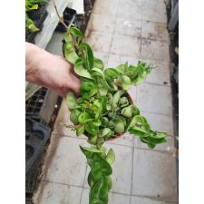 Hoya Carnosa 'compacta' 12 см горшок 1100р