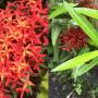 Ixora sp.(T36)