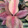 Aglaonema  Pink Pink Pink  A-89