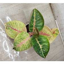Aglaonema SP-1 MMoonlight variegated стакан